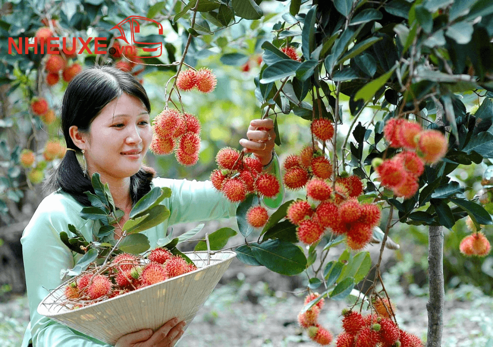 Những điểm du lịch Mỹ Tho Tiền Giang
