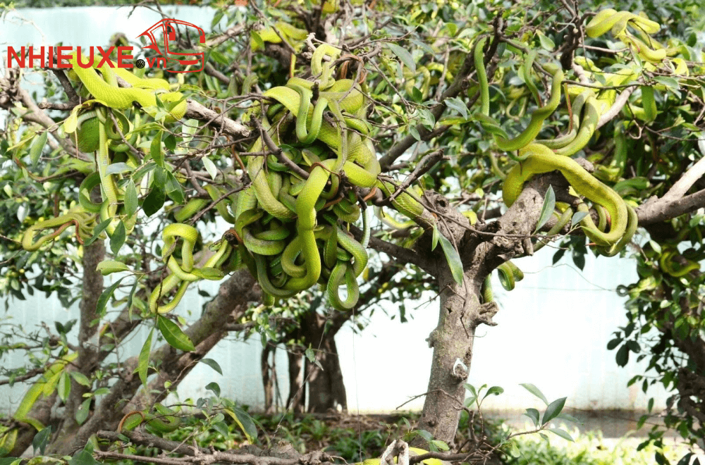 Những điểm du lịch Mỹ Tho Tiền Giang